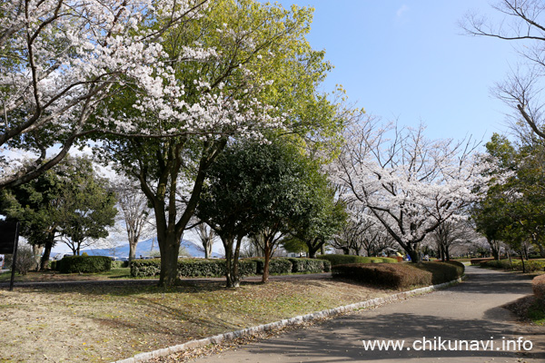 ６分咲き～満開になっていた県西総合公園の桜 [2024年4月7日撮影]