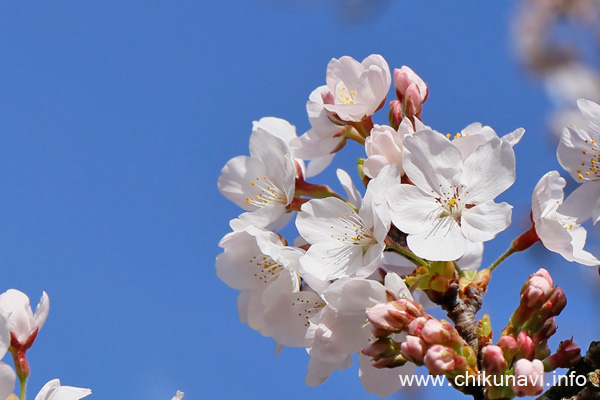 県西総合公園の桜 [2024年4月7日撮影]