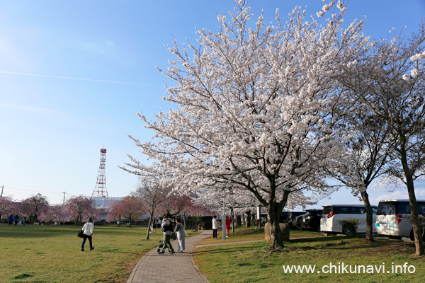 夕方の下岡崎近隣公園の桜 [2024年4月7日撮影]