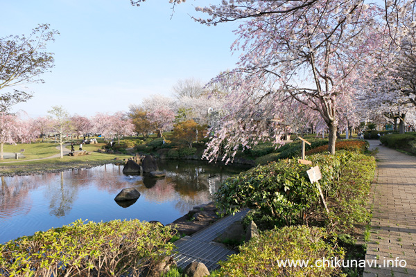 下岡崎近隣公園の桜 [2024年4月7日夕方撮影]