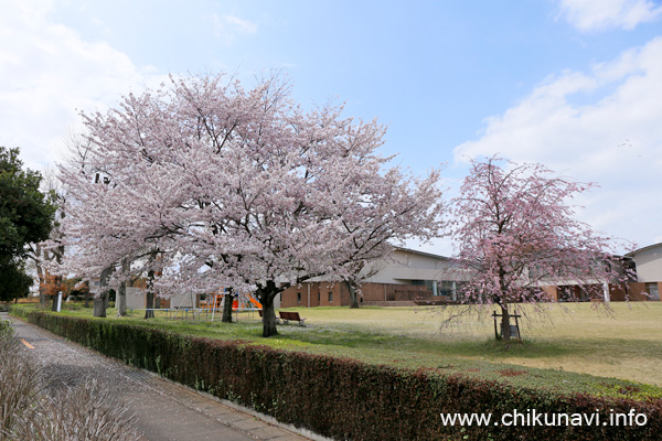 県西生涯学習センターの桜 [2024年4月8日撮影]