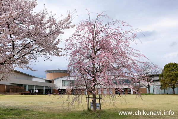 県西生涯学習センターの桜 [2024年4月8日撮影]
