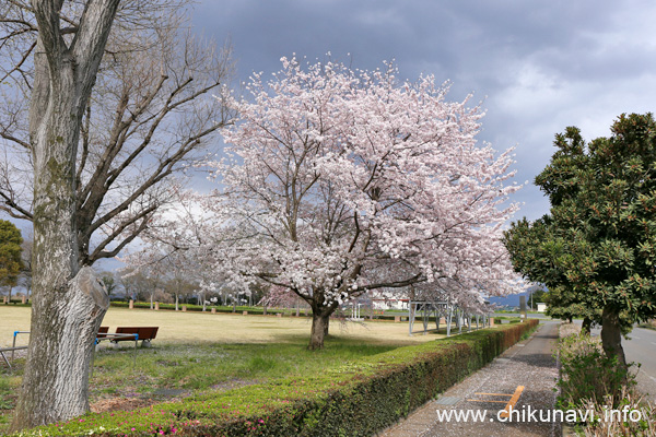 県西生涯学習センターの桜 [2024年4月8日撮影]