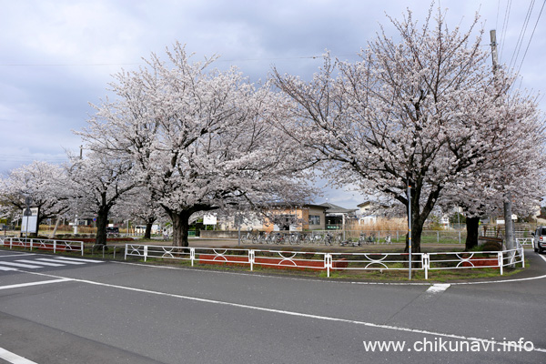 大田郷駅前の桜 [2024年4月8日撮影]