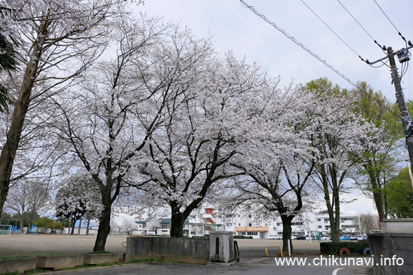 満開になった大田小学校の桜 [2024年4月8日撮影]