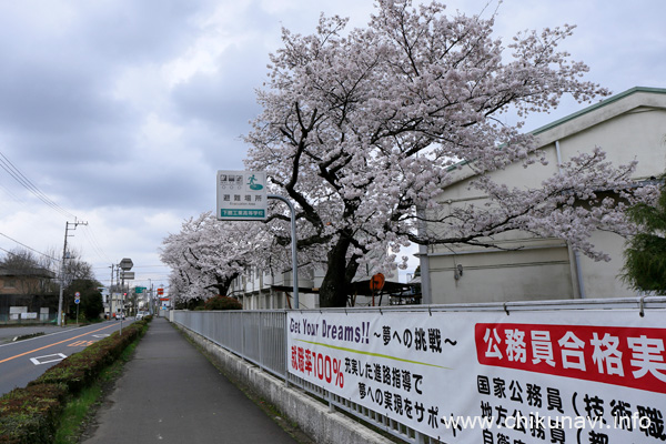 下館工業高校の桜 [2024年4月8日撮影]