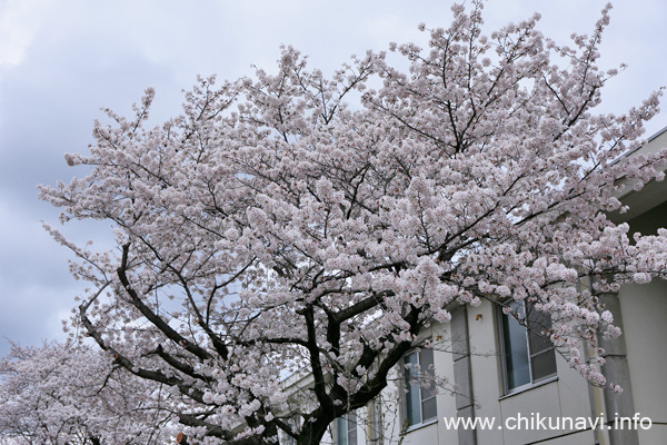 下館工業高校の桜 [2024年4月8日撮影]