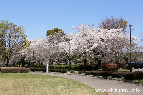 県西総合公園の桜 [2024年4月10日撮影]
