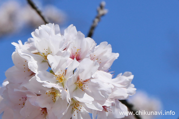 県西総合公園の桜 [2024年4月10日撮影]