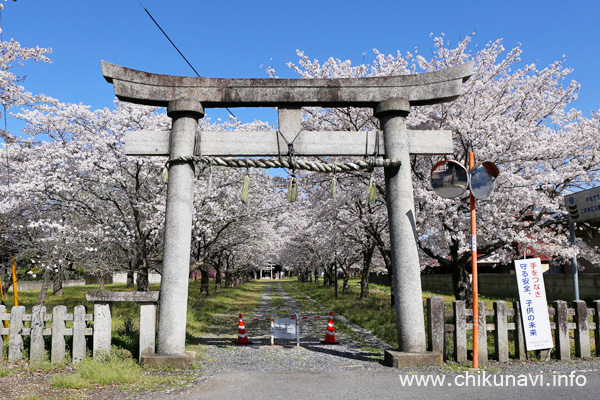 二所神社の桜 [2024年4月10日撮影]