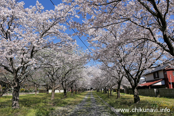 二所神社の桜 [2024年4月10日撮影]