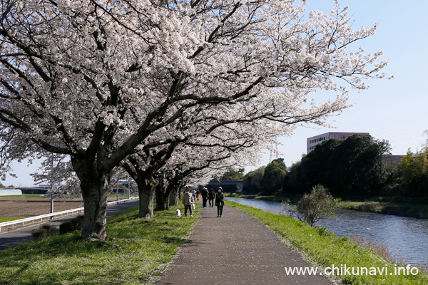 勤行川 桜づつみの桜 [2024年4月10日撮影]