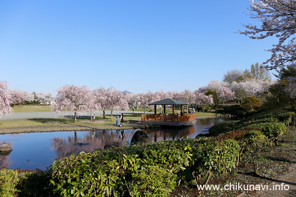 下岡崎近隣公園の桜 [2024年4月10日撮影]