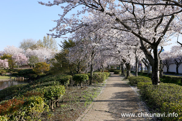 下岡崎近隣公園の桜 [2024年4月10日撮影]