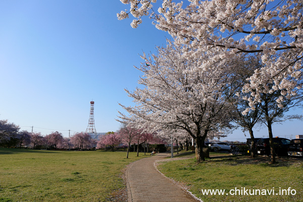 下岡崎近隣公園の桜 [2024年4月10日撮影]