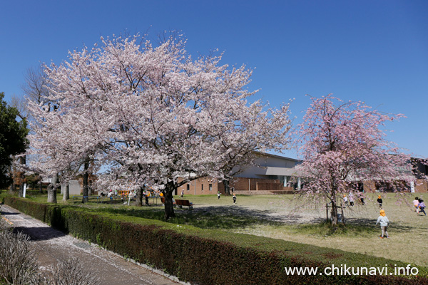 県西生涯学習センターの桜 [2024年4月10日撮影]