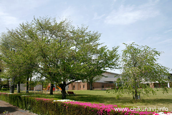 県西生涯学習センターの桜 [2024年4月20日撮影]