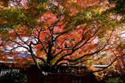 最勝寺の紅葉