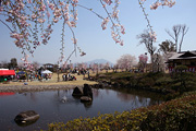 下岡崎近隣公園のさくら