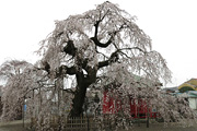 延命寺のしだれ桜