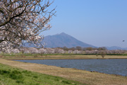 母子島遊水地のさくら