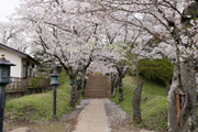 観音寺 (中館観音) のさくら