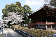 観音寺 (中館観音) のさくら