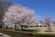 県西生涯学習センターのさくら