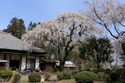 正法山観音院のしだれ桜