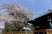 観音寺 (中館観音) のさくら