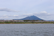 母子島遊水地のさくら