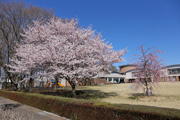 県西生涯学習センターのさくら