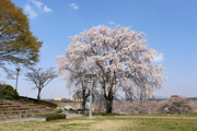 宮山ふるさとふれあい公園のさくら