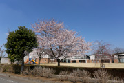 県西生涯学習センターのさくら