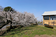 明野中央公園のさくら