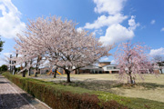 県西生涯学習センターのさくら