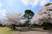 県西総合公園のさくら