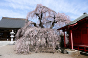 延命寺のしだれ桜