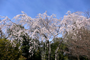 観音寺 (中館) のさくら