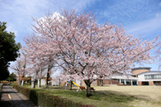 県西生涯学習センターのさくら