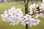 下岡崎近隣公園のさくら