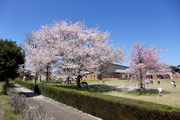 県西生涯学習センターのさくら