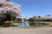 県西総合公園のさくら