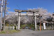 二所神社のさくら