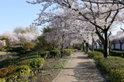 下岡崎近隣公園のさくら