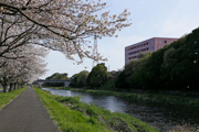 勤行川桜づつみのさくら