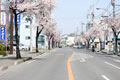 下館駅南のさくら