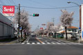 下館駅南のさくら