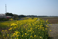 常陽製菓周辺の菜の花