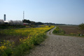 常陽製菓周辺の菜の花